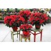 Red Poinsettia